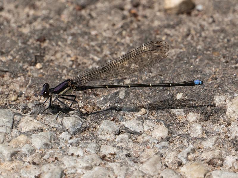 Photo of Blue-tipped Dancer