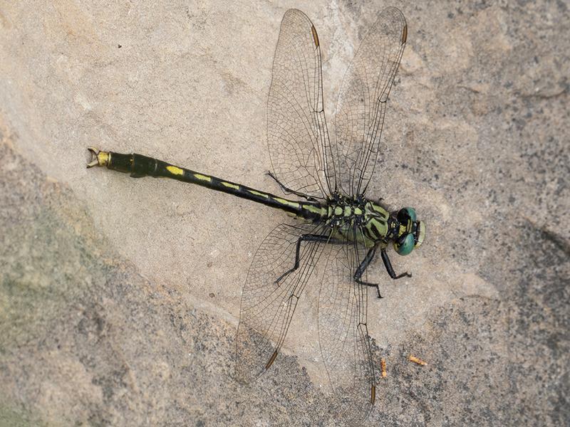 Photo of Unicorn Clubtail