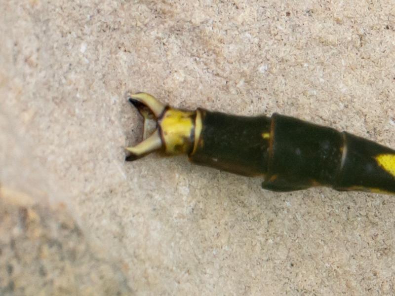 Photo of Unicorn Clubtail