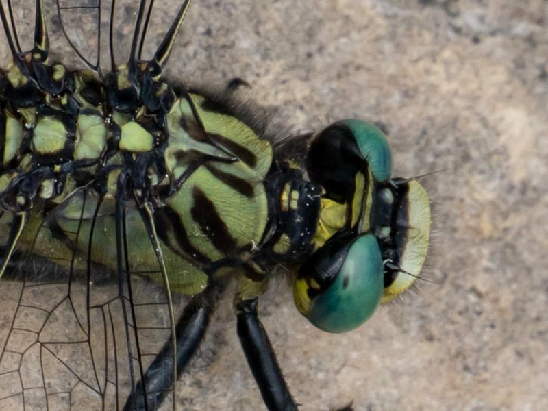 Photo of Unicorn Clubtail
