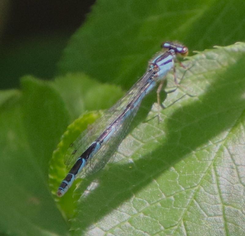 Photo of Taiga Bluet
