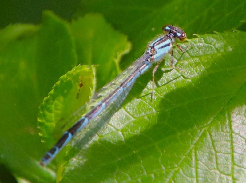Photo of Taiga Bluet