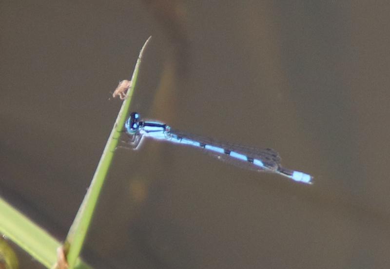 Photo of Familiar Bluet