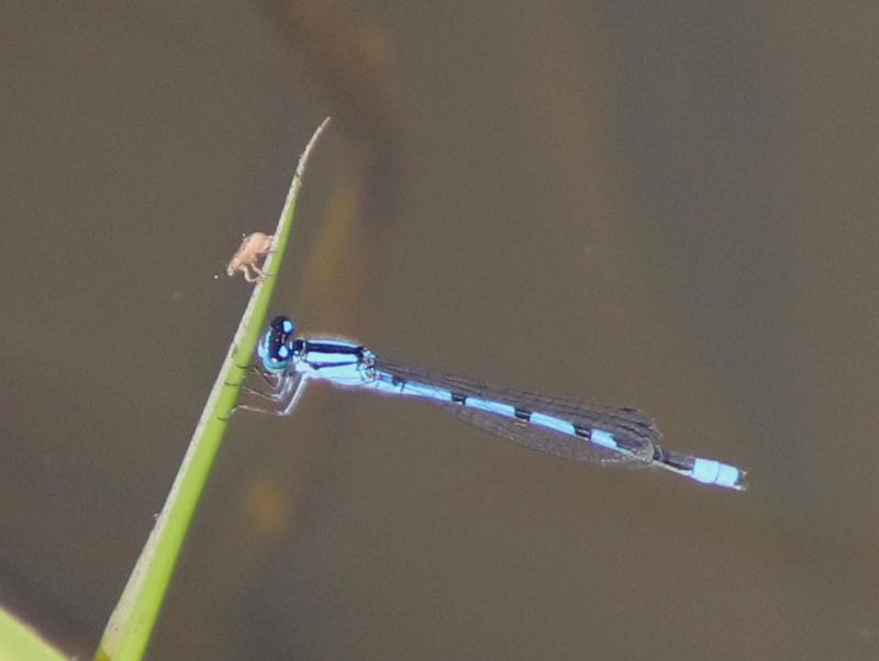 Photo of Familiar Bluet