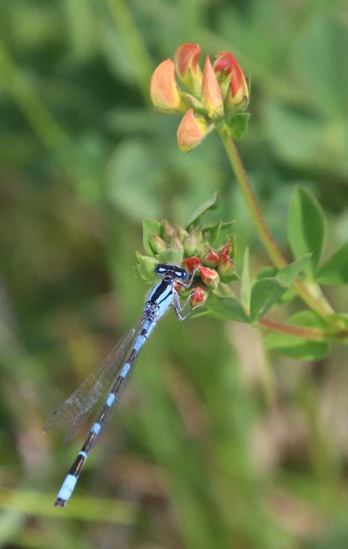 Photo of Familiar Bluet