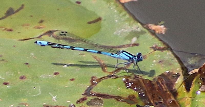 Photo of Hagen's Bluet