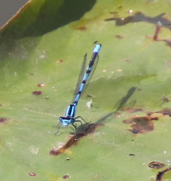 Photo of Hagen's Bluet