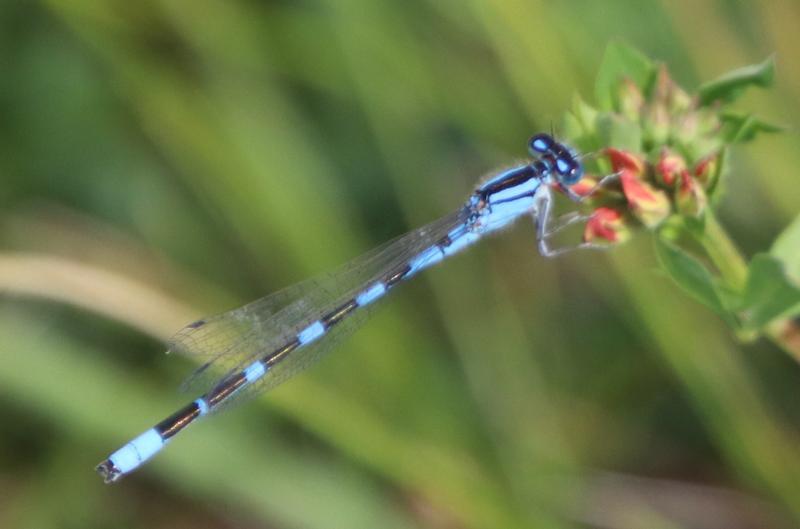 Photo of Hagen's Bluet