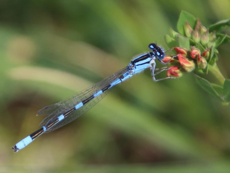 Photo of Hagen's Bluet