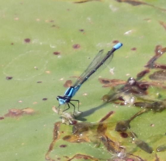 Photo of Skimming Bluet