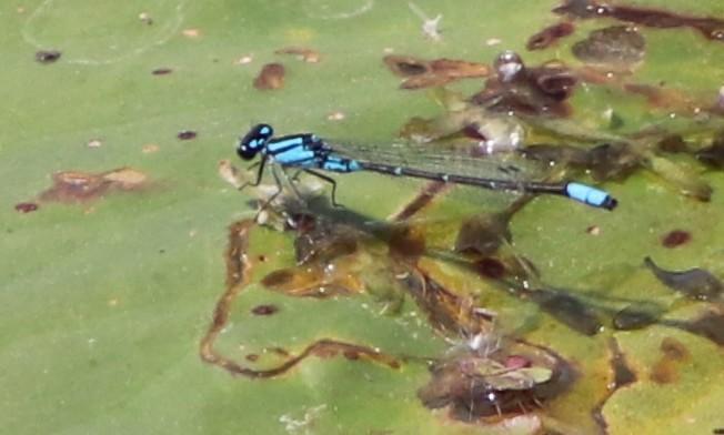 Photo of Skimming Bluet