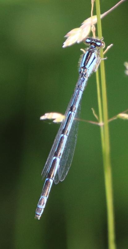 Photo of Tule Bluet
