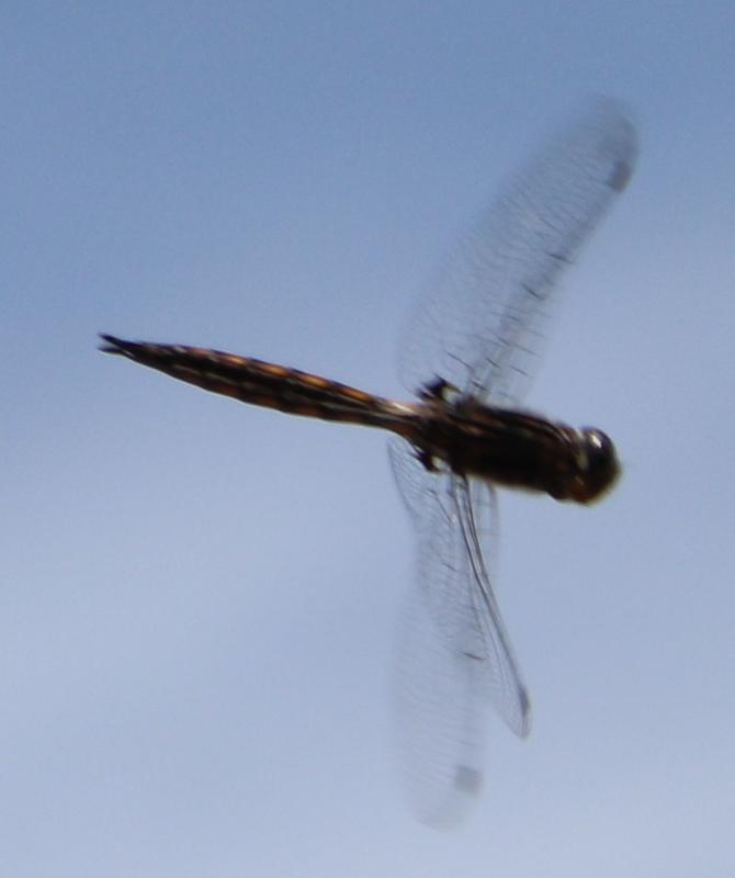 Photo of Common Baskettail