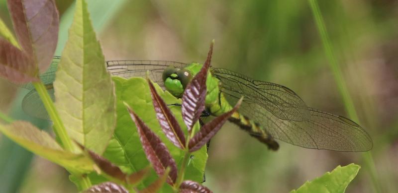 Photo of Eastern Pondhawk