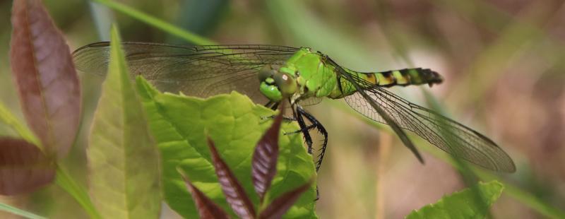 Photo of Eastern Pondhawk