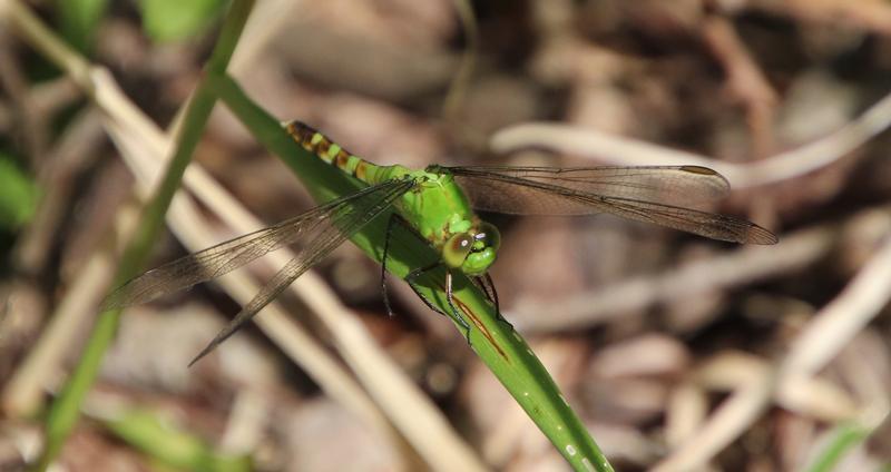 Photo of Eastern Pondhawk