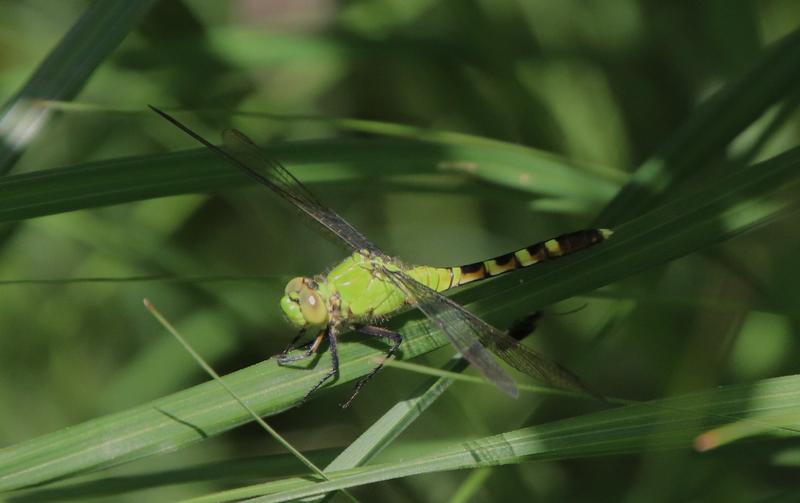Photo of Eastern Pondhawk
