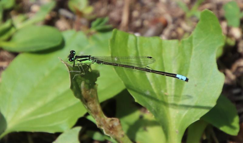 Photo of Eastern Forktail