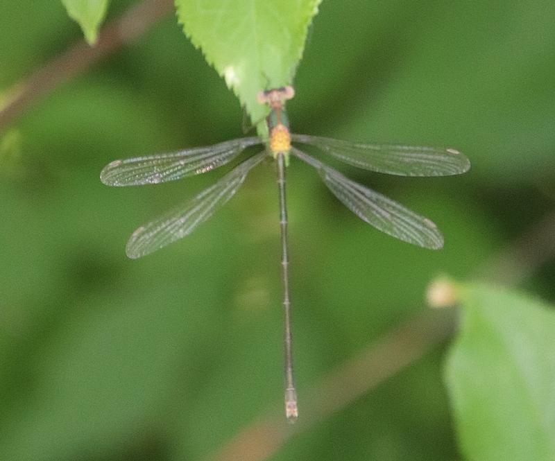 Photo of Elegant Spreadwing