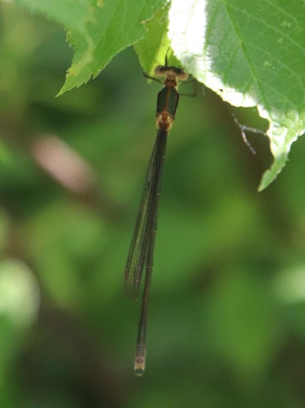 Photo of Elegant Spreadwing