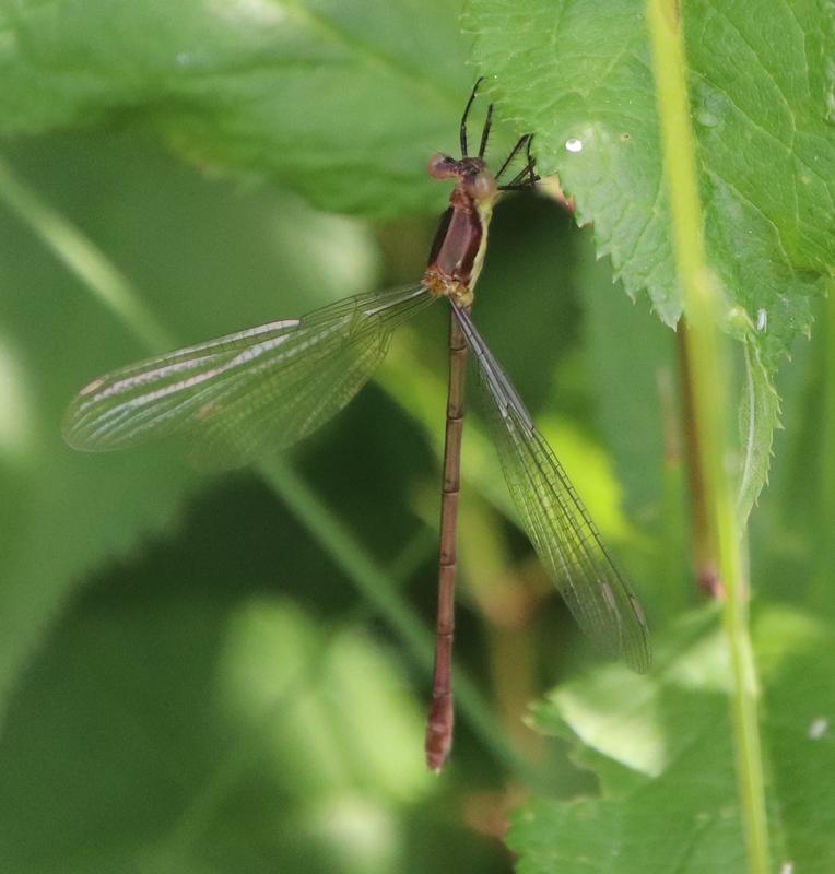 Photo of Northern Spreadwing