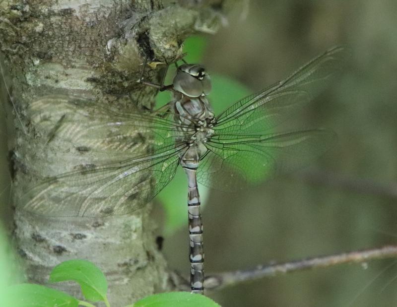Photo of Cyrano Darner
