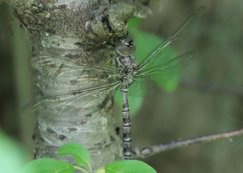 Photo of Cyrano Darner