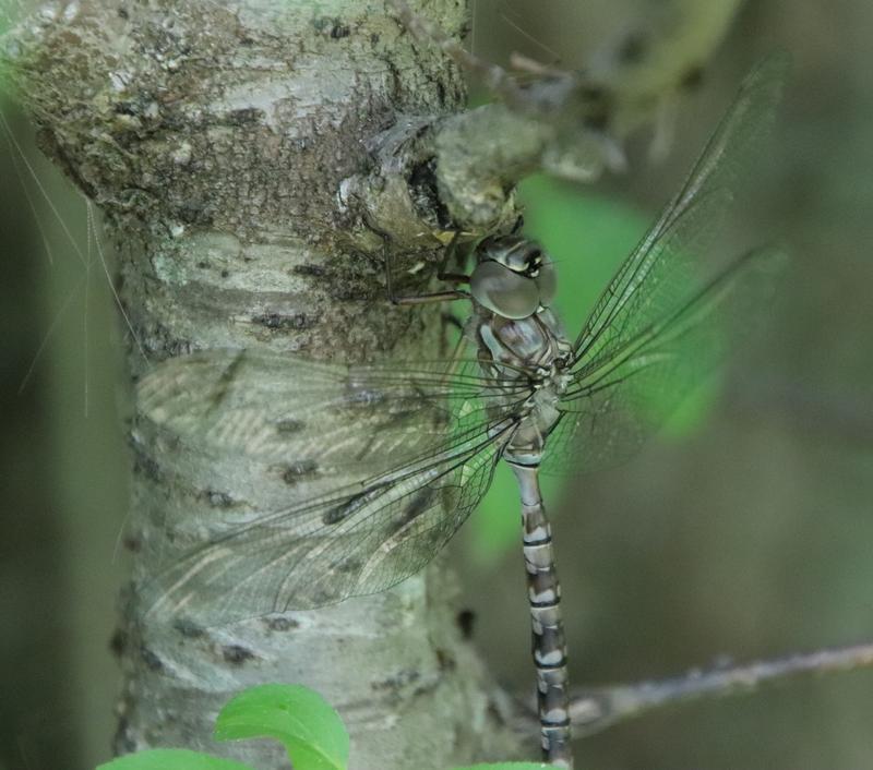 Photo of Cyrano Darner