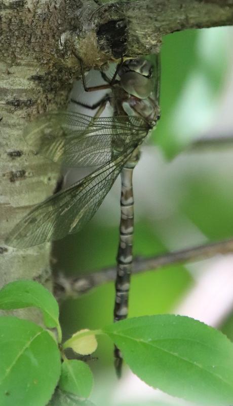 Photo of Cyrano Darner