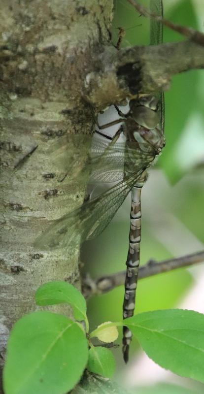 Photo of Cyrano Darner