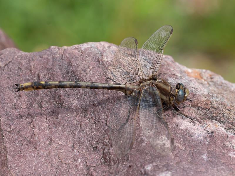 Photo of Dusky Clubtail