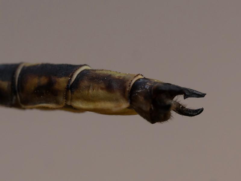 Photo of Dusky Clubtail