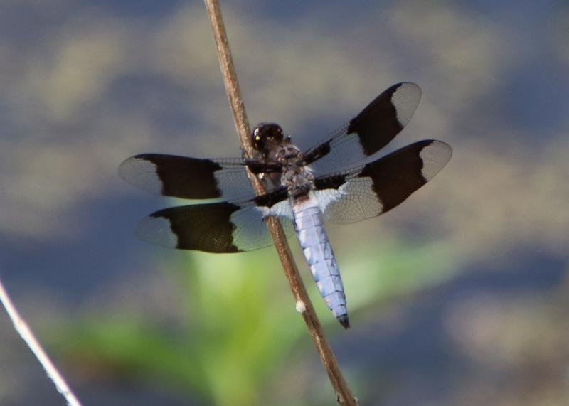 Photo of Common Whitetail