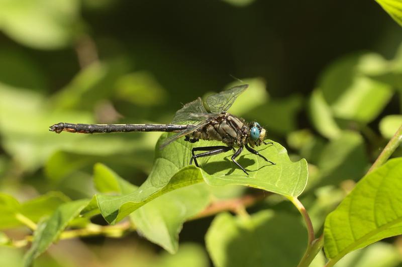 Photo of Horned Clubtail