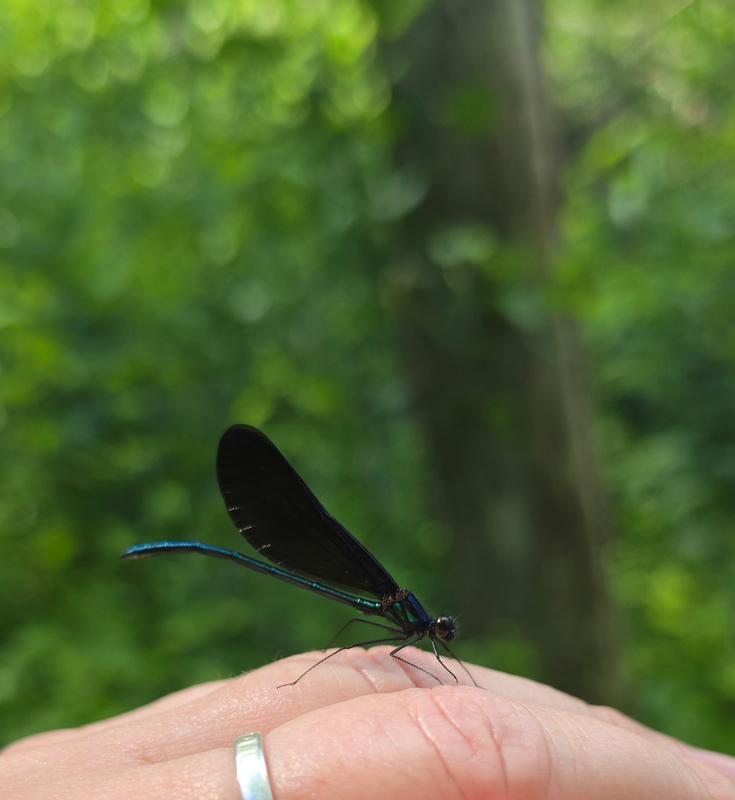 Photo of Ebony Jewelwing