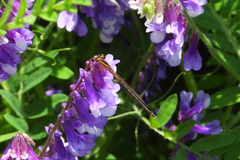 Photo of Eastern Forktail