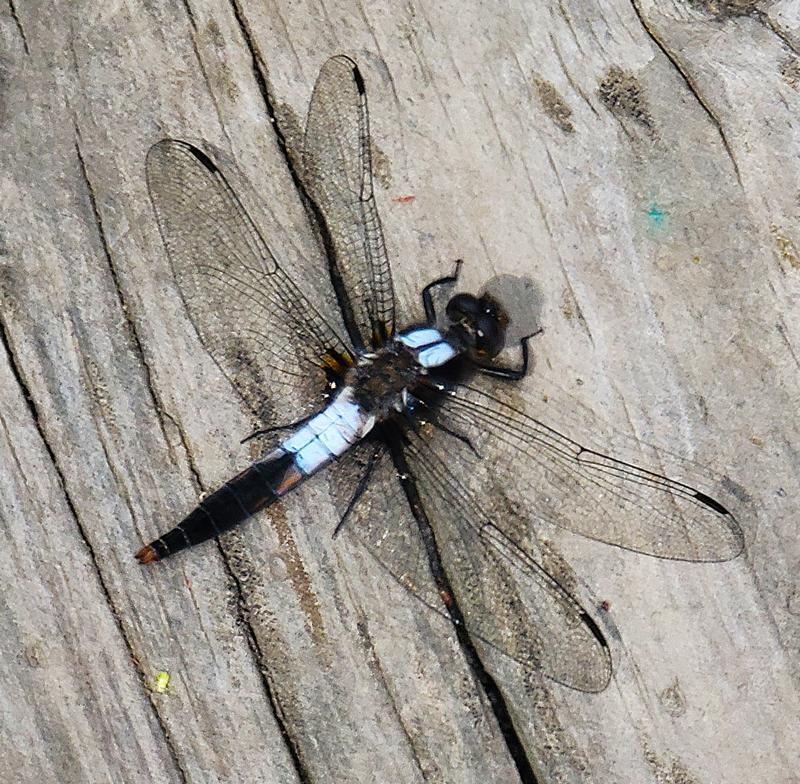 Photo of Chalk-fronted Corporal