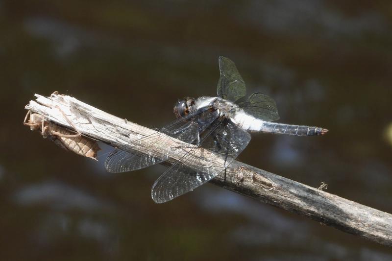 Photo of Chalk-fronted Corporal
