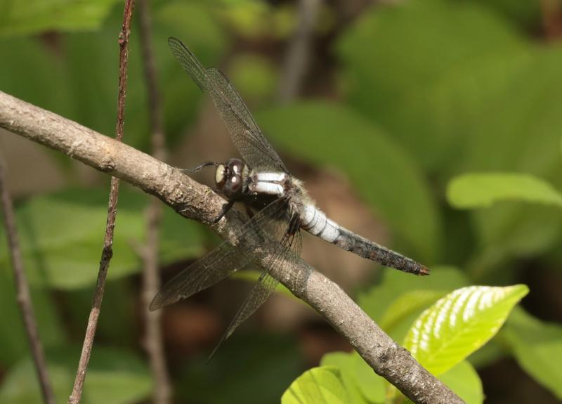 Photo of Chalk-fronted Corporal