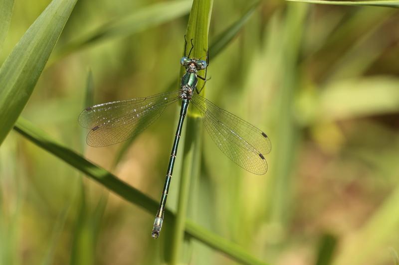 Photo of Emerald Spreadwing