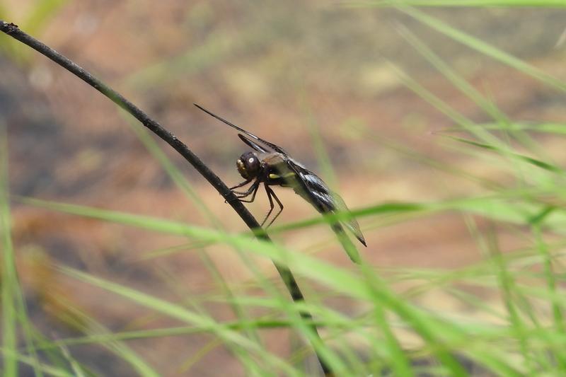 Photo of Twelve-spotted Skimmer