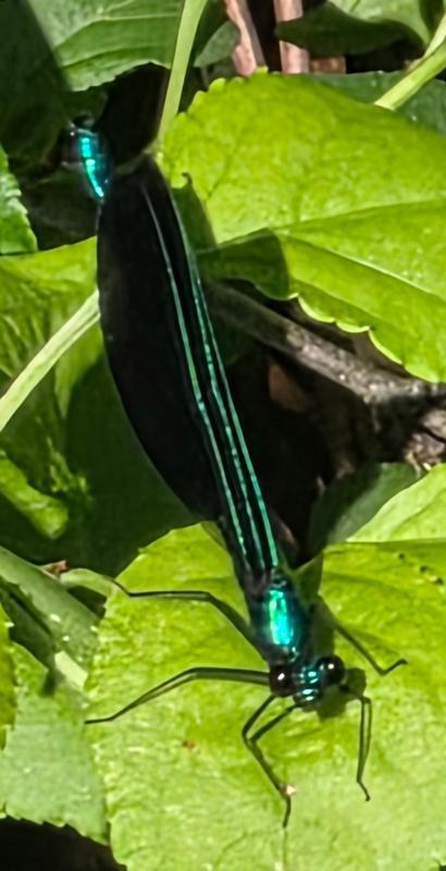 Photo of Ebony Jewelwing