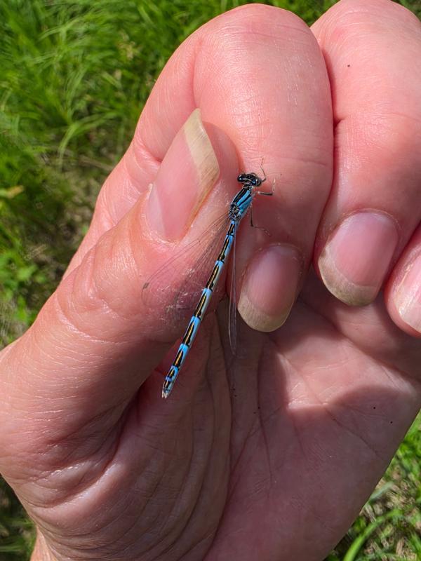 Photo of Tule Bluet
