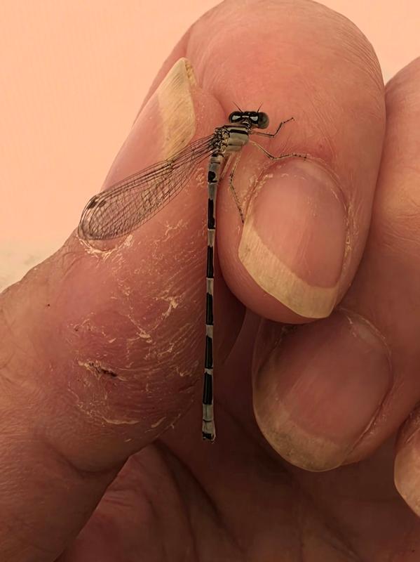 Photo of Tule Bluet