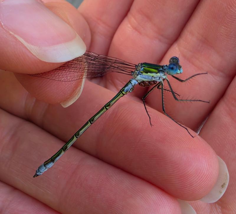 Photo of Emerald Spreadwing