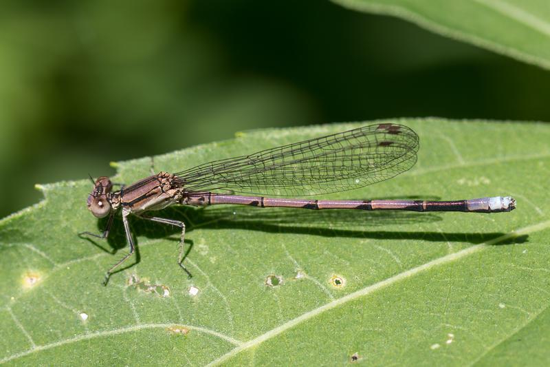 Photo of Variable Dancer (Violet Dancer ssp.)