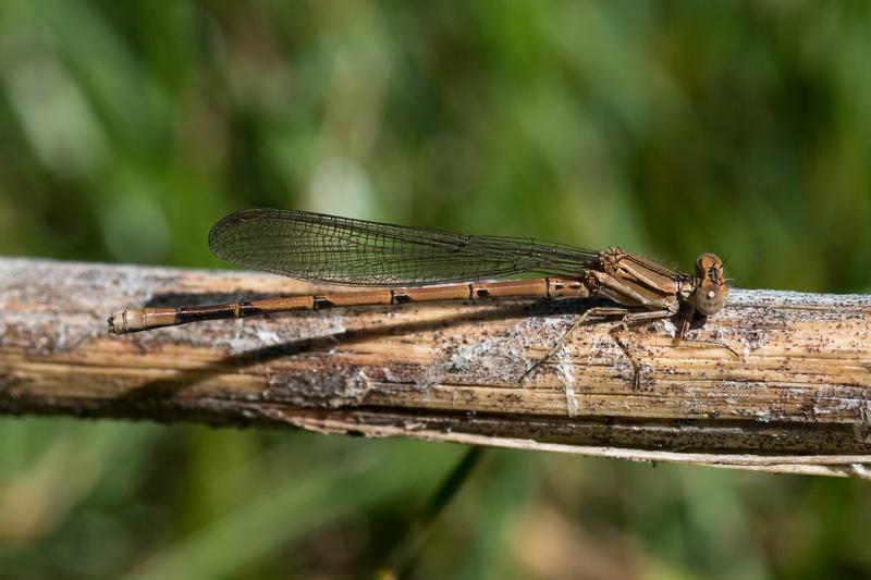 Photo of Variable Dancer (Violet Dancer ssp.)