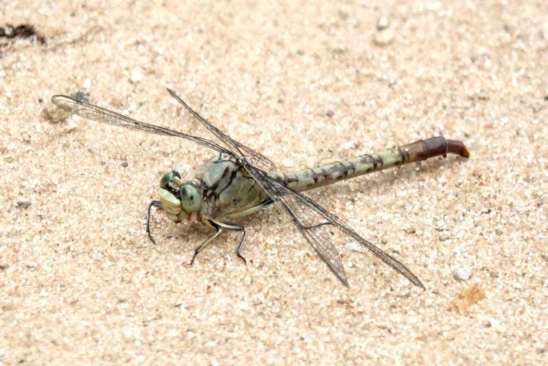 Photo of Jade Clubtail