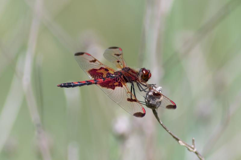 Photo of Calico Pennant
