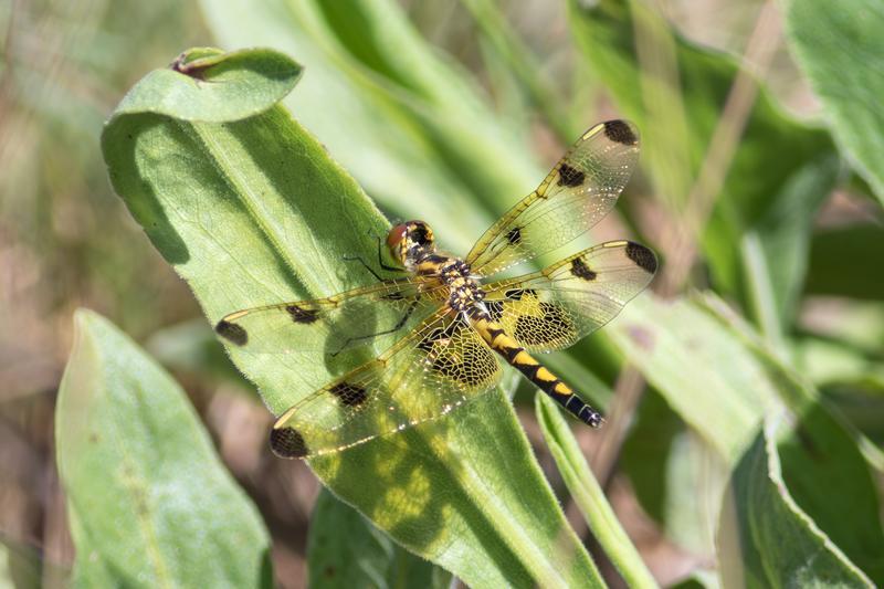 Photo of Calico Pennant